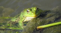 Jezero frog
