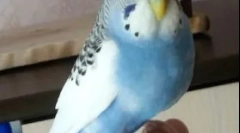 Debelost papige, razloge, zdravljenje