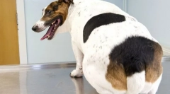 Debelost psov: vzroki, simptomi, zdravljenje