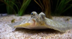 Falus: zanimiva dejstva iz življenja nenavadnih rib