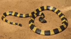 Pama (otroški trak)