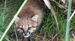 Pampas cat: puhasti plenilci iz amerike