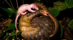 Pangolin - nenavadna žival, podobna smrekovi izboklini