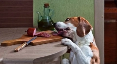 Pankreatitis pri psih: vzroki, znaki, zdravljenje, preprečevanje