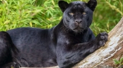 Panther