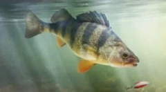 Paraziti v morju in ribe