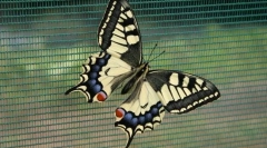 Corsičanska jadrnica