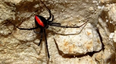 Spider black vdova: fotografije, video in podrobne značilnosti