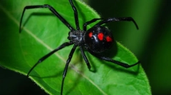 Spider black vdova