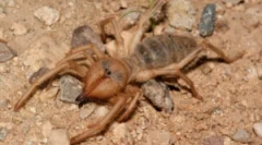 Falang spider (camel): opis in značilnosti