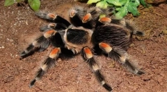 Spider-bird mehiška rdeča vina