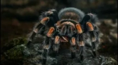 Spiderman: vrsta in značilnosti