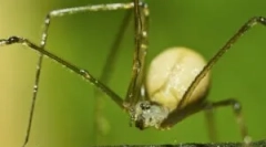 Spider senakers pogosti ali kosyozka