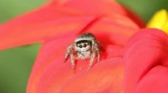 Spider jackun: značilnosti in vrednost v ekosistemu