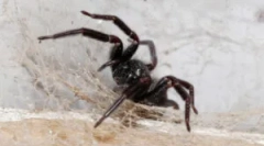 Pajki v hiši: od kod prihajajo in zakaj