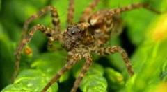 Pajki volkovi - kdo so?