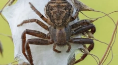 Puskelture. Zgradba in značilnosti