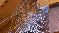 Web