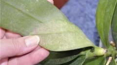 Cevni in lupini tick na orhidejah