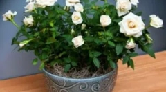 Vremect tick na vrtu in soba rose