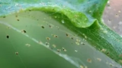 Splet tick: opis, vrste in habitatov