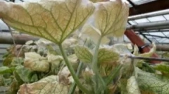 Trčija v rastlinjaku