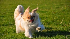 Pekingese (fotografija): prijazna, predana in ponosna pes za ljubeče lastnike