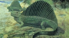 Pelicosaurs