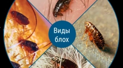 Ali se bolhe posredujejo ljudem iz živali?