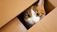 Premikanje mucka na nov dom