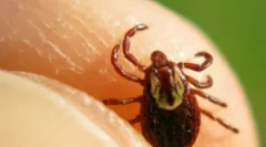 Obdobje, ko so klopi najbolj aktivni in nevarni