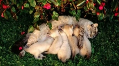 Obdobje laktacije in izobraževanja potomcev v mačkah