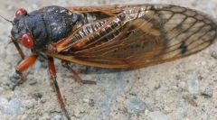 Periodično cicada