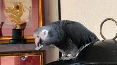 Pernaya star zhora makarov: video, kjer jaco pravi njegovo ime in priimek