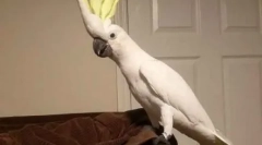 Pozira plesalec disco 90-ih: parrot dances pod vsemi