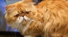 Persian cat (photo): živalska umetniška češka