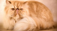 Persian cat