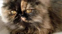 Perzijska pasma mačk