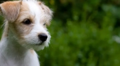 Puppy najprej frizura