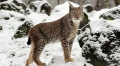 Prištinska lepota: cat pasme podobno kot lynx