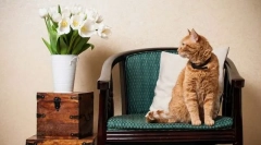 Prvi dnevi mačke v hiši