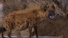 Cave hyena