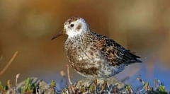 Berengajski pesek in peskovnik