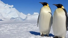 Pingvins