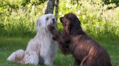 Pirenejski pastir (photo): rojen watchman in shepherd