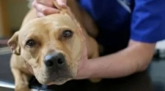 Piroplazmoza: simptomi, diagnostika in zdravljenje