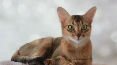 Prehrana abssinijskih mačk: shranjevanje krme ali naravno hrano