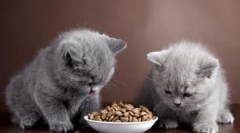 Prehrana britanskih mačk doma