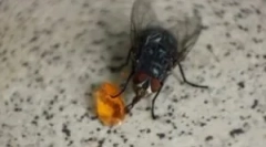 Prehrana domačih in drugih muh