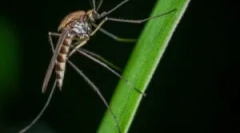 Borquitoes in namišljena kri